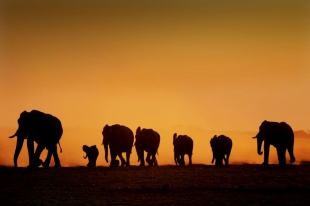 Pressebild Afrika Highlights - Elefanten, Botswana