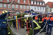 Maibaum 2016
