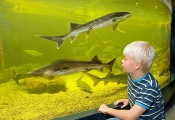 Aquarium im Müritzeum