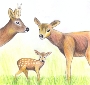 Küken,Kalb&Kitz_ Bild