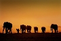 Pressebild Pressebild Afrika Highlights - Elefanten, Botswana