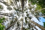 Wald©BäderverbandMV_Foto-HolgerMartens