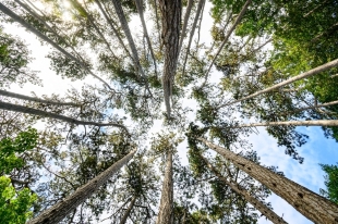 Wald©BäderverbandMV_Foto-HolgerMartens