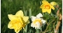 Frühlingsboten Frühlingsboten