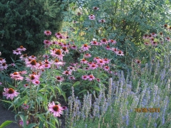 KG-Rudbeckia