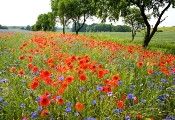 mohn